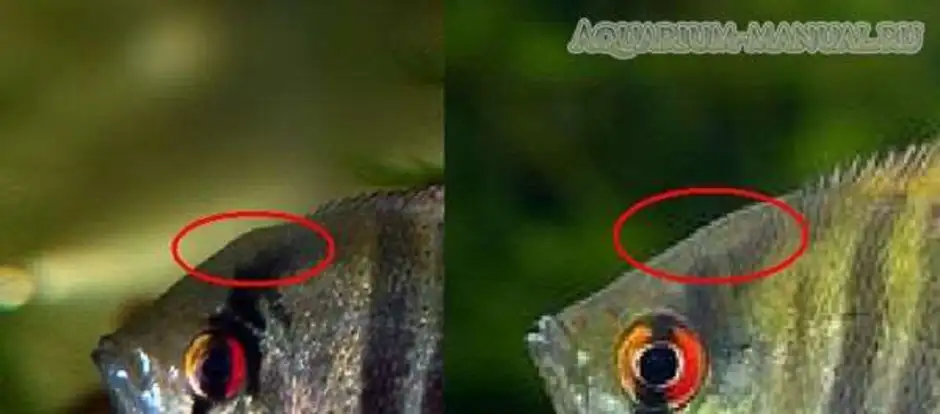 Скалярии самец и самка. Скалярии самки и самцы отличие. Рыбки скалярий самец самка. Скалярия самец отличия от самки. Как отличить самца скалярии