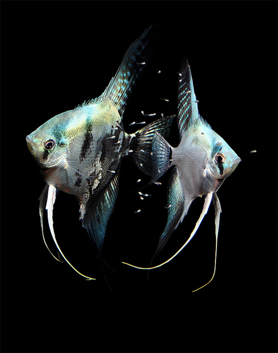 Как отличить скалярий. Скалярия Параиба голубая. Рыбка Скалярия мраморная. Скалярия самец и самка. Скалярия аквариумная.