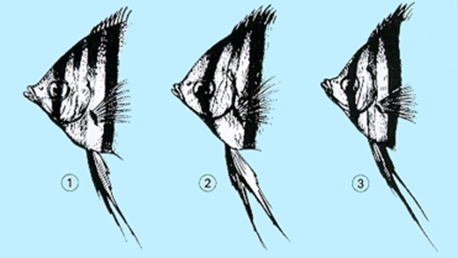 Рыбки скалярий самец самка. Скалярия самка. Скалярия самка или самец. Скалярия строение. Как отличить самца скалярии
