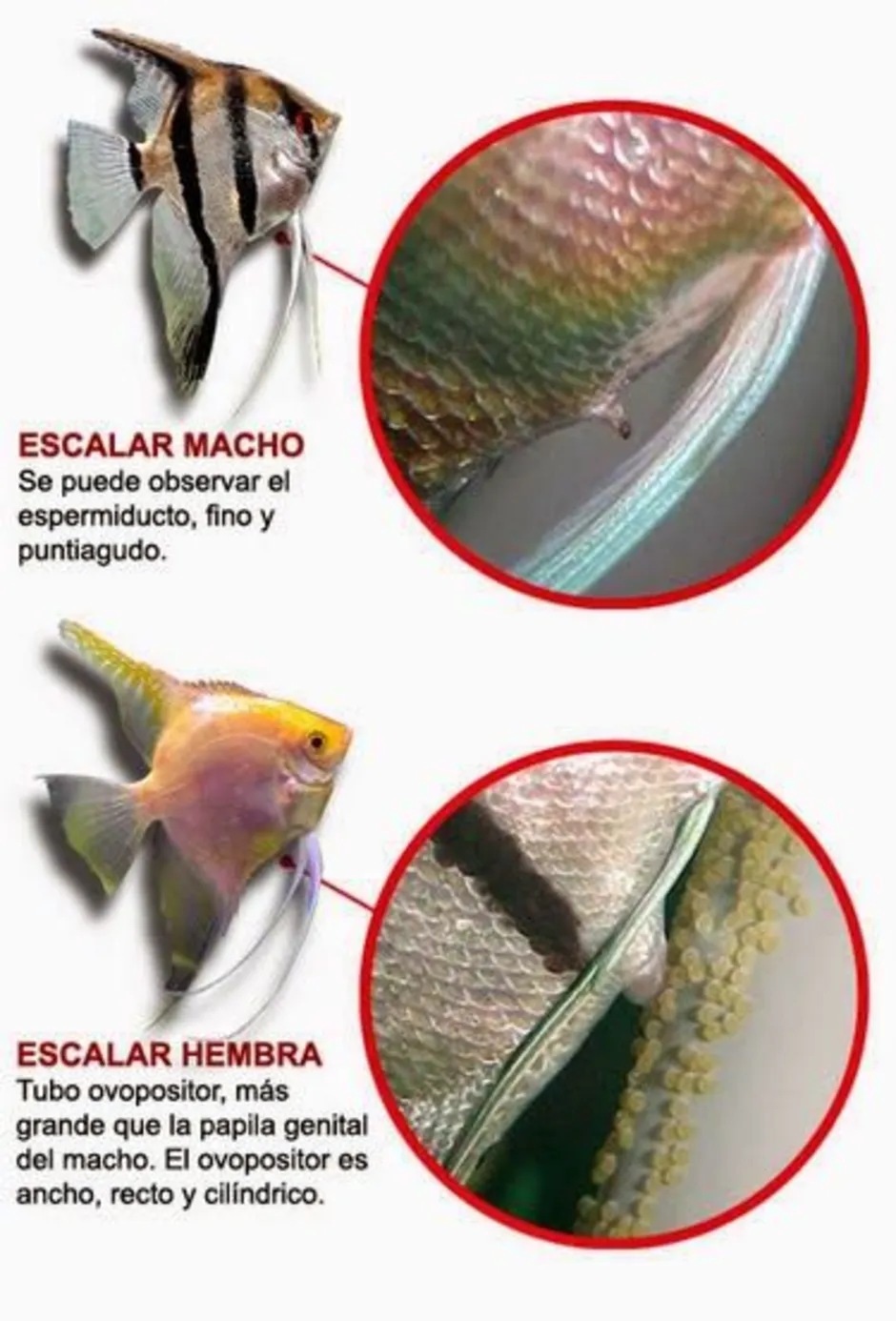 Скалярия самец и самка. Скалярия рыбка отличие самки от самца. Рыбки скалярий самец самка. Скалярии отличия самца от самки.
