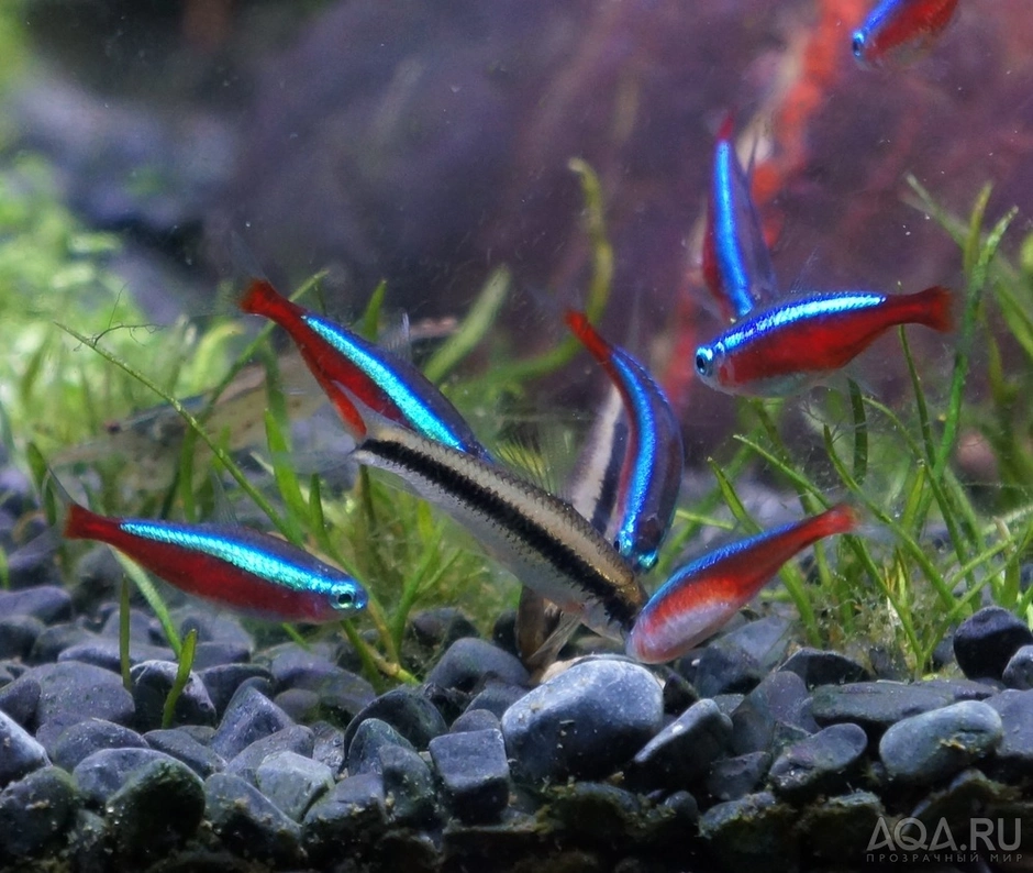 Неон голубой аквариумная рыбка. Неончики аквариумные рыбки. Красный неон рыбка. Рыбка неончик.