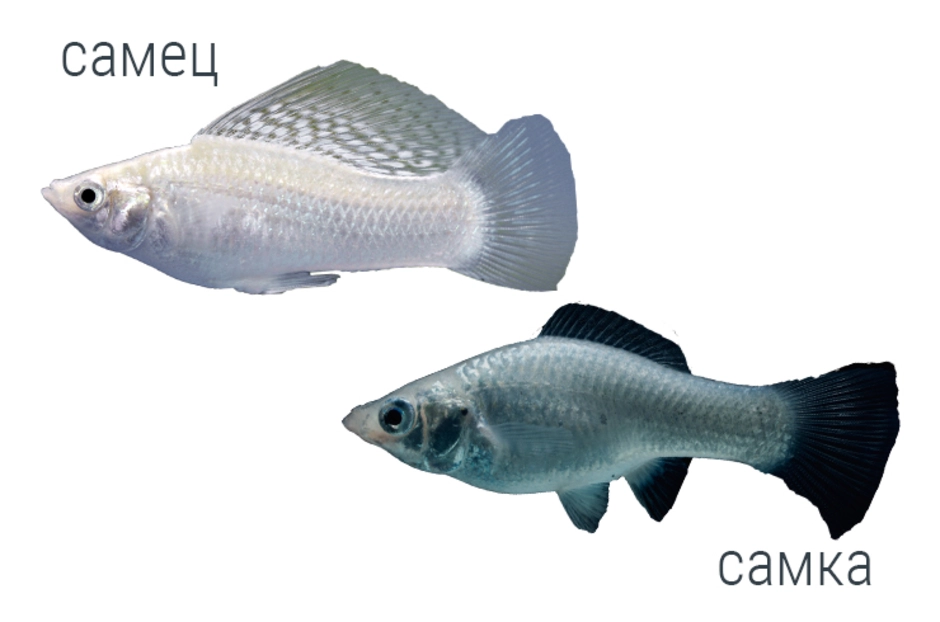 Как отличить моллинезий. Моллинезия самец и самка. Моллинезия рыбка самка. Моллинезия рыбка самец и самка. Моллинезия рыбка самец.