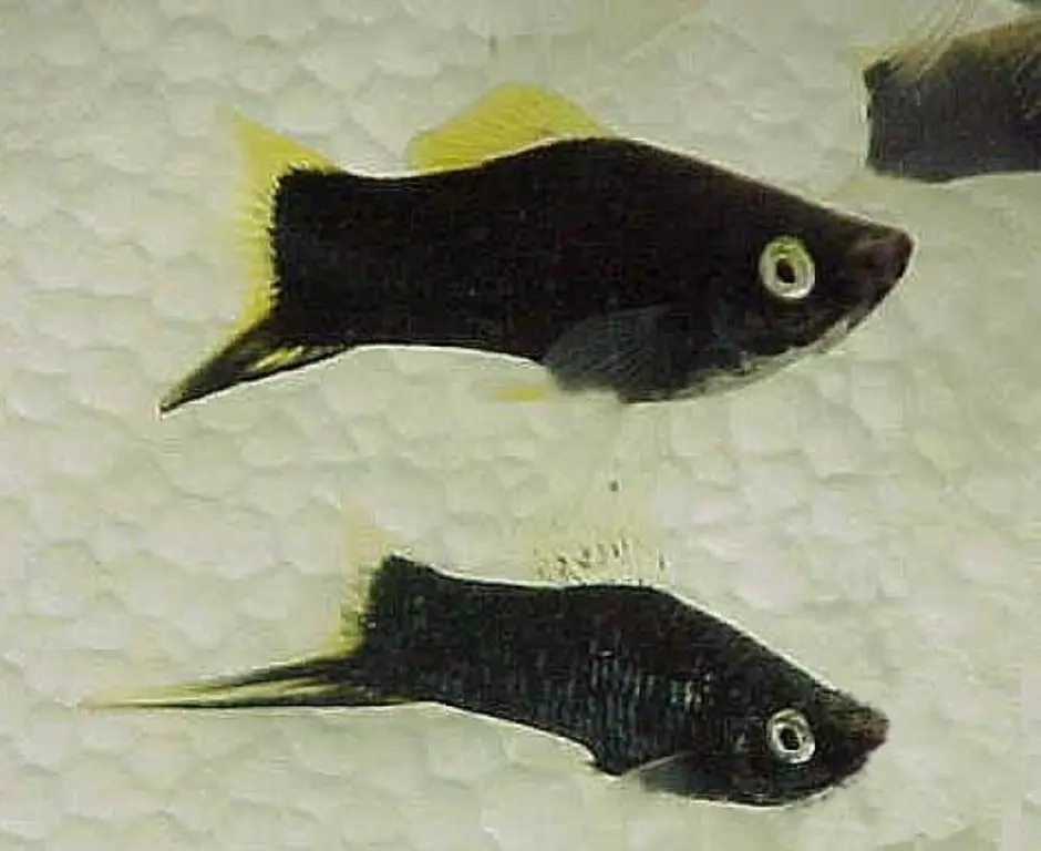 Моллинезия отличить самку. Черный меченосец рыбка. Черный меченосец аквариумная рыбка. Моллинезия самец и самка. Меченосец черный самец.