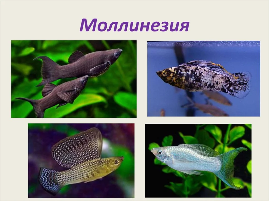Как отличить моллинезий. Моллинезия самец и самка. Моллинезия рыбка самец и самка. Моллинезия самка и самец отличие. Моллинезии аквариумные рыбки.
