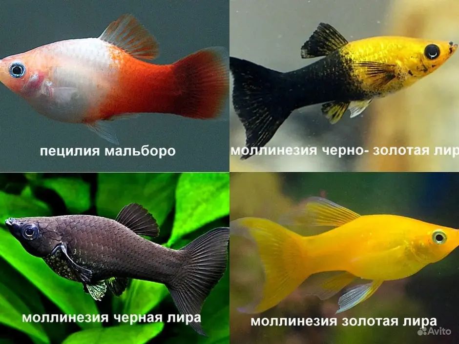 Моллинезия отличить самку. Пецилия аквариумная рыбка. Пецилии и моллинезии. Пецилия самец и самка. Пецилии моллинезии меченосцы.