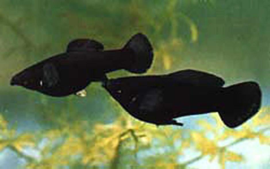 Как отличить моллинезий. Моллинезия рыбка самец и самка. Рыбки Моллинезия черная самка и самец. Моллинезии самец и самка. Моллинезии аквариумные рыбки самец и самка.