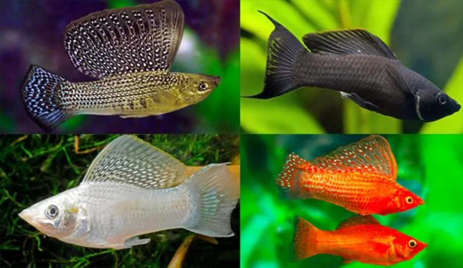 Моллинезия отличить самку. Моллинезия аквариумная рыбка. Моллинезия рыбка самец. Моллинезия рыбка самец и самка. Моллинезия рыбка самка.