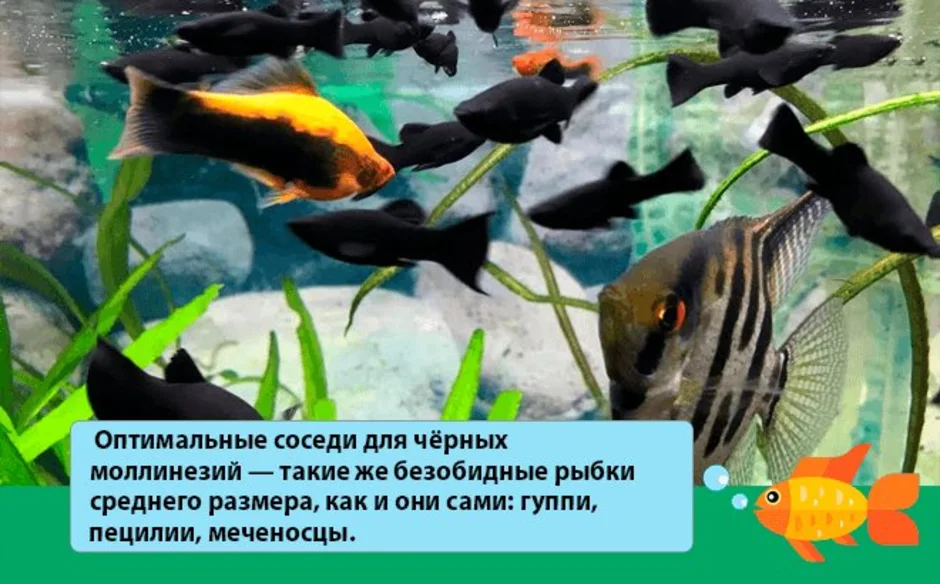 Как отличить моллинезий. Рыбки Моллинезия черная самка и самец. Моллинезия аквариумная рыбка самец и самка. Моллинезия рыбка самка. Моллинезия рыбка самец и самка.