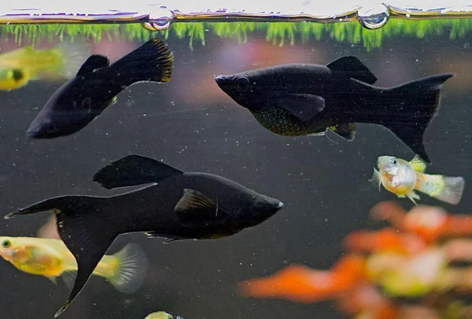Как отличить моллинезий. Чёрная Молли (Моллинезия). Аквариумная рыбка Моллинезия черная. Моллинезии сфенопс. Чёрная Моллинезия самка.