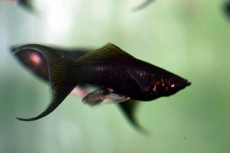 Моллинезия отличить самку. Моллинезия чёрная самец и самка. Моллинезия рыбка самец и самка. Моллинезия рыбка самка. Моллинезия черная самец.