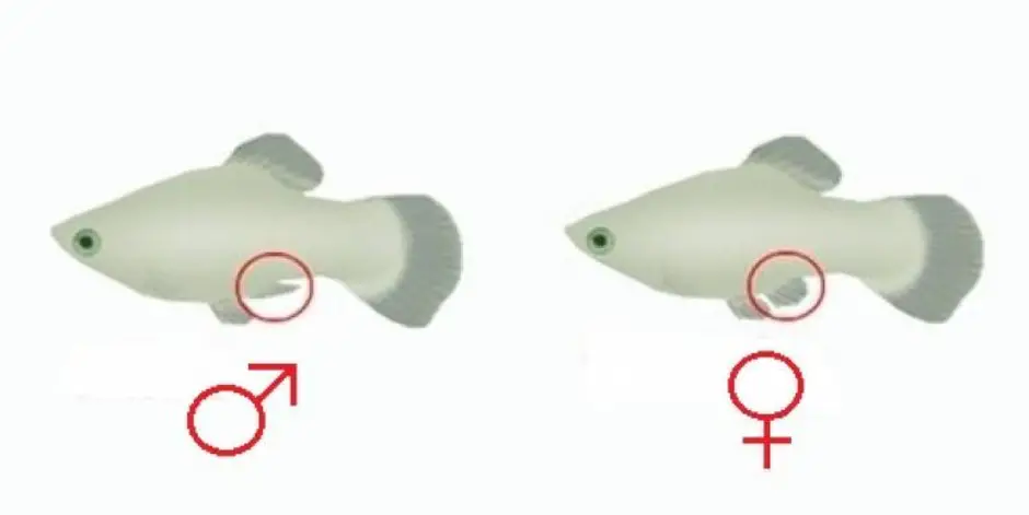 Как отличить самку рыб