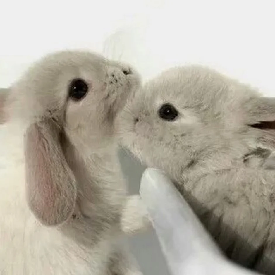 Зайка целует. Милые кролики. Милый зайчик. Влюбленные кролики. Милые зайчики.