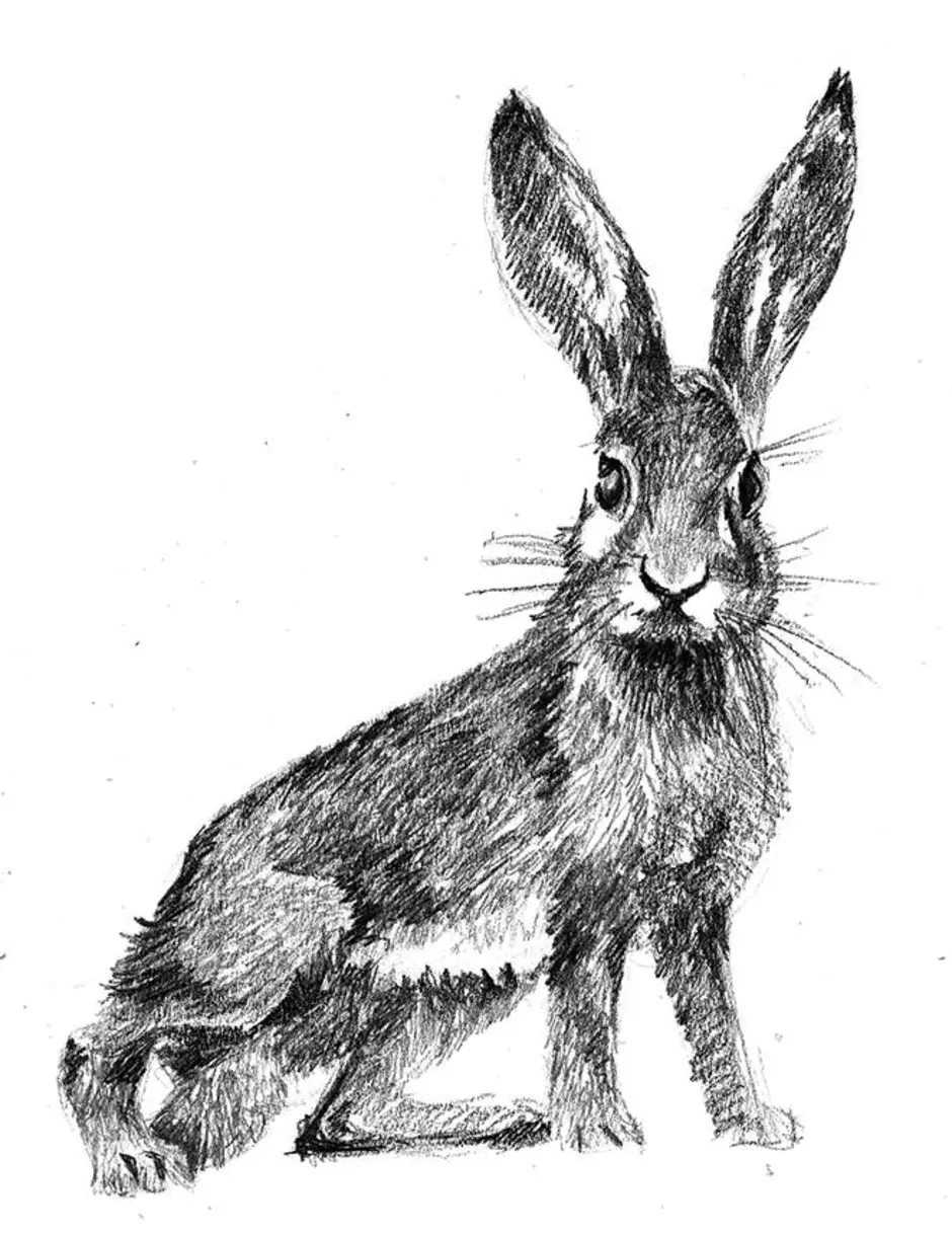 Заяц картинки нарисованные. Заяц рисунок. Заяц карандашом. Рисование зайца. Р͓и͓с͓у͓н͓о͓к͓ з͓а͓й͓к͓а͓ю͓́№.