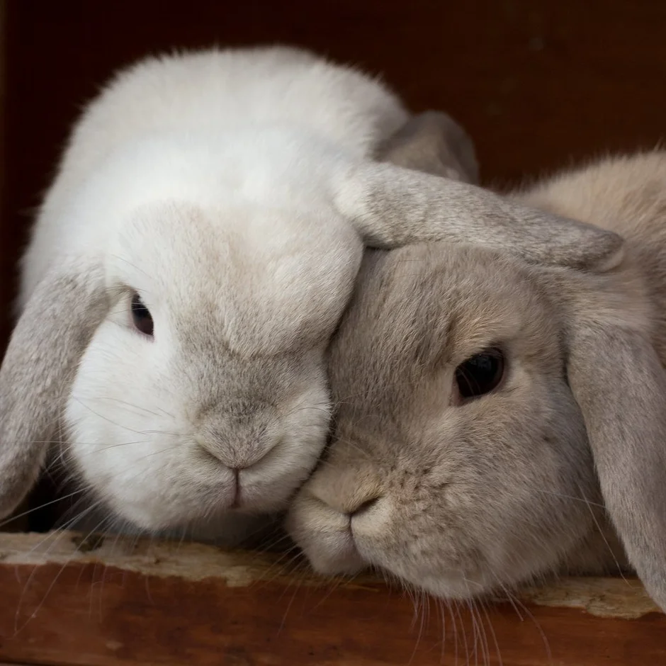 Влюбленные кролики. Кролики обнимашки. Милые зайки. Кролики обнимаются.