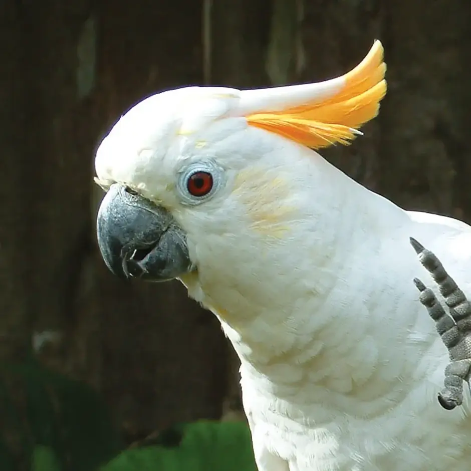 Какаду оранжевый. Белый попугай Какаду. Желтоголовый Какаду. Желтохохлый Какаду.