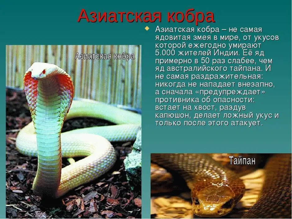 Змеи красной книги. Название змей. Ядовитые змеи. Змеи красной книги России. Красная книга ядовитое