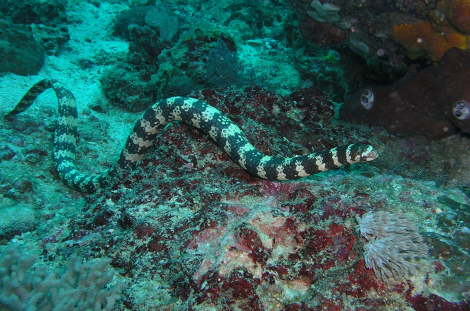 Змей турции. Морская змея мурена. Тигровая мурена. Мурена в Турции. Мурена Средиземное море.