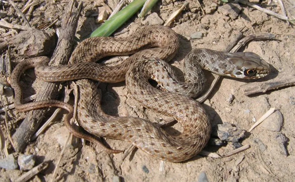 Змей астраханской области. Ящеричная змея (Malpolon monspessulanus). Гадюка Астраханская Степная. Полоз змея Астраханский. Степная гадюка Астрахань.