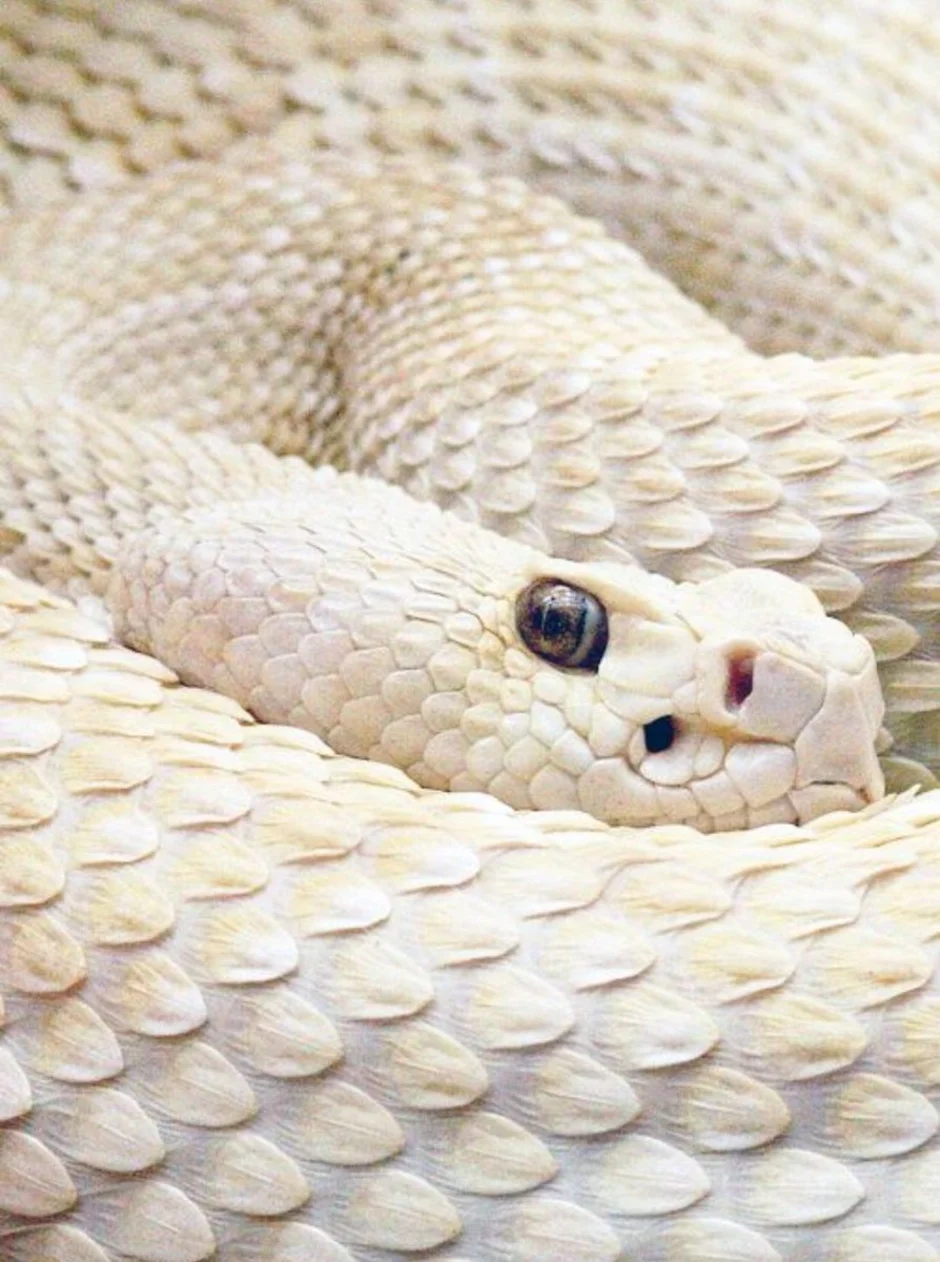 Пушистые змейки. Тайпан альбинос. Маисовый полоз альбинос. Тайпан альбинос змея. Королевская белая змея альбинос.
