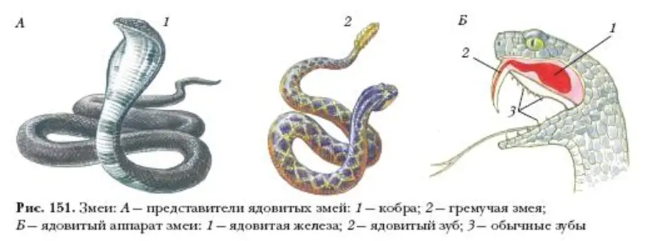 Строение тела змеи внешнее. Строение ротовой полости змеи. Внешнее и внутреннее строение змеи. Внешнее строение пресмыкающихся змеи.