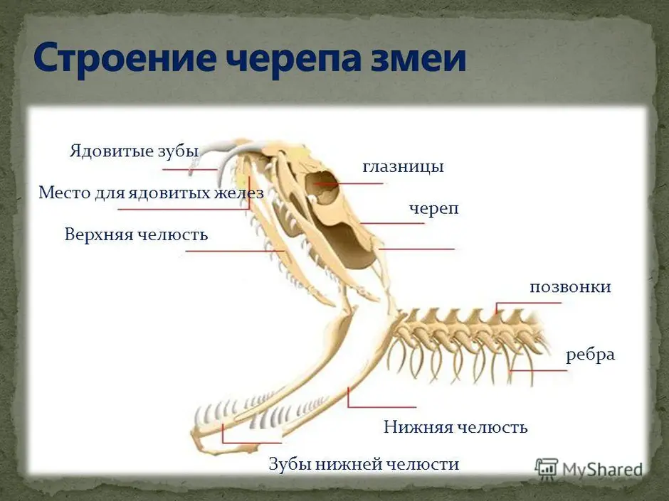 Какой отдел скелета есть у пресмыкающихся. Череп рептилий схема. Скелет змеи строение. Скелет головы пресмыкающегося. Змея строение скелета.