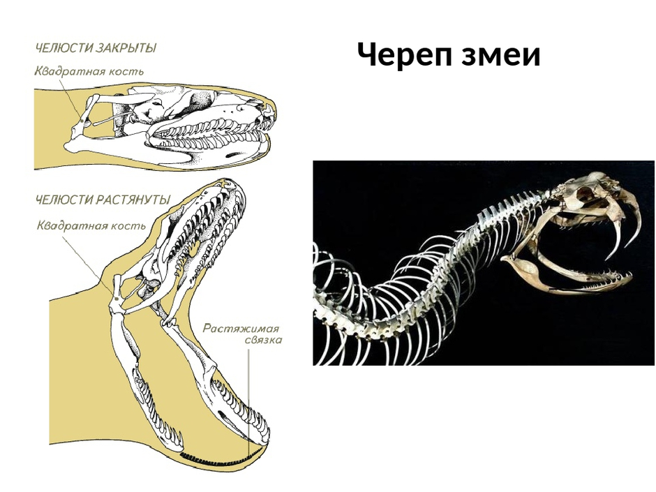 Сравните череп ящерицы и собаки назовите отличия. Скелет змеи строение. Череп неядовитой змеи строение. Опорно двигательная система пресмыкающихся 7 класс. Строение челюсти змеи.