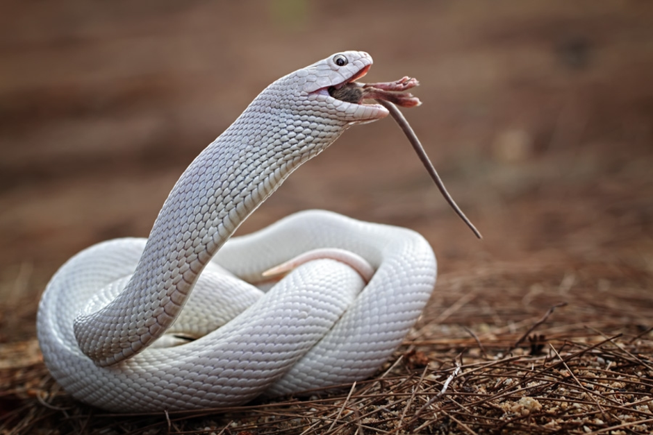 Белые змеи ядовитые. Техасский полоз альбинос. Змея полоз альбинос. Техасский полоз леуцист. Белый Техасский полоз полоз.