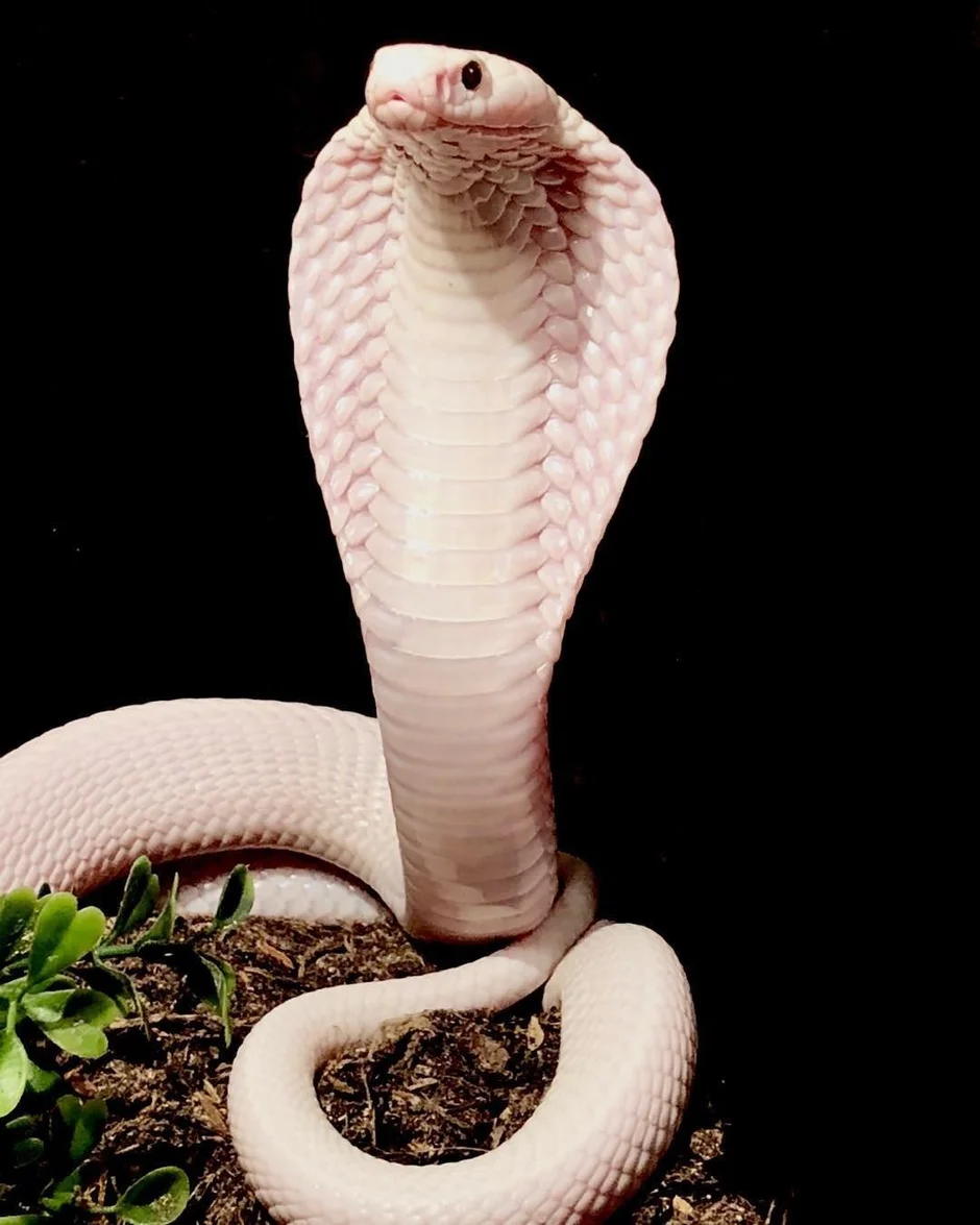 Белые змеи ядовитые. Моноклевая Кобра альбинос. Королевская Кобра альбинос. Змея Моноклевая Кобра. Змея альбинос Королевская Кобра.