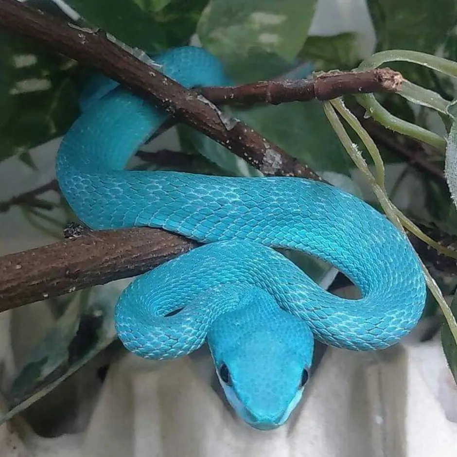 Синяя змейка. Белогубая куфия. Голубая куфия змея. Голубая куфия гадюка. Белогубая куфия Trimeresurus insularis.