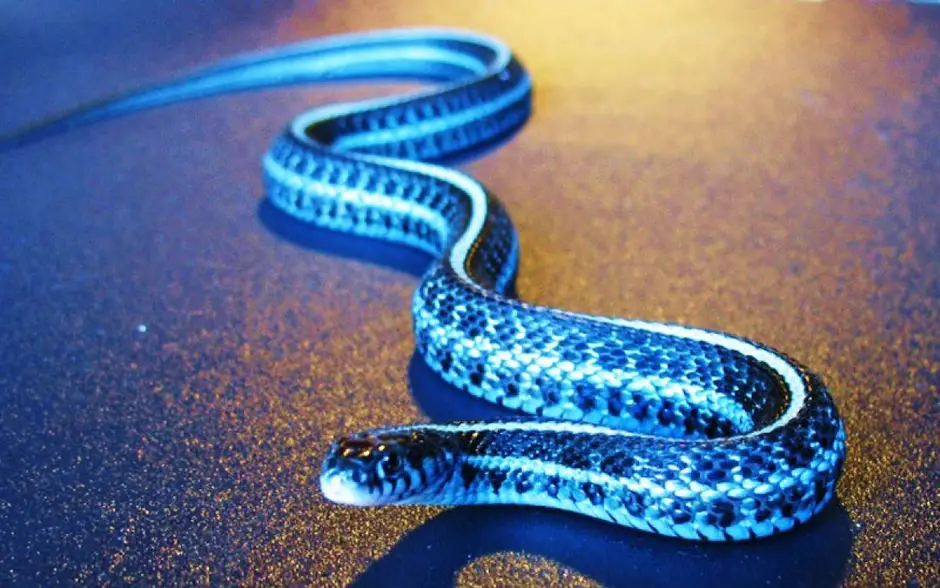 Синяя змейка. Голубая куфия гадюка. Синий гонщик / Blue Racer Snake. Змея Тайпан голубая. Куфия змея морфы.