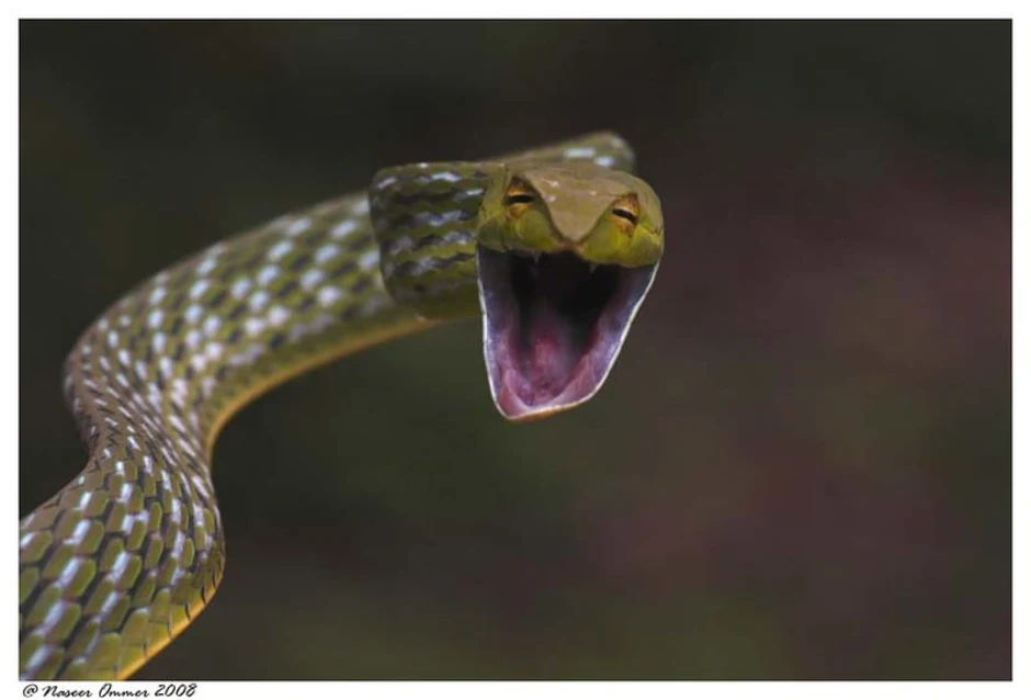 Что любят змеи. Смешные змеи. Смешная Кобра. Улыбка змеи. Змея смеется.