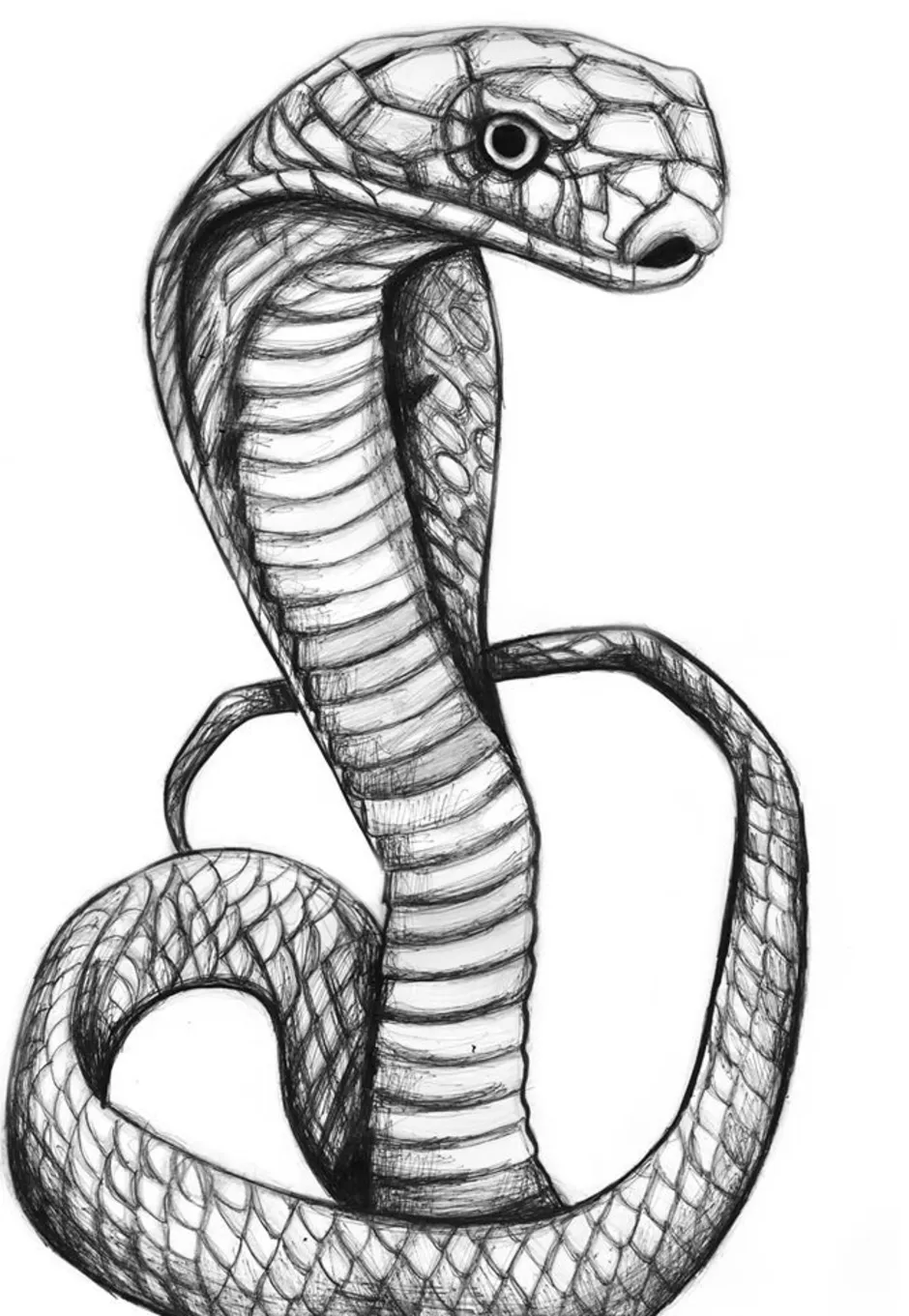 Легкий рисунок змей. Рисунок змеи карандашом для детей. Рисунки для срисовки змея. Кобра рисунок. Тату Кобра.