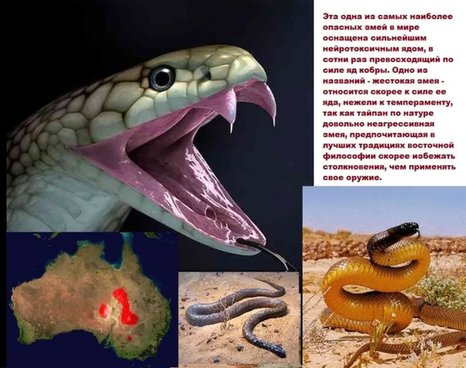 В россии есть змея. Гадюка, Тайпан, Кобра,. Змея Тайпан самая ядовитая змея в мире. Тайпан Маккоя змея. Самая опасная змея Тайпан.