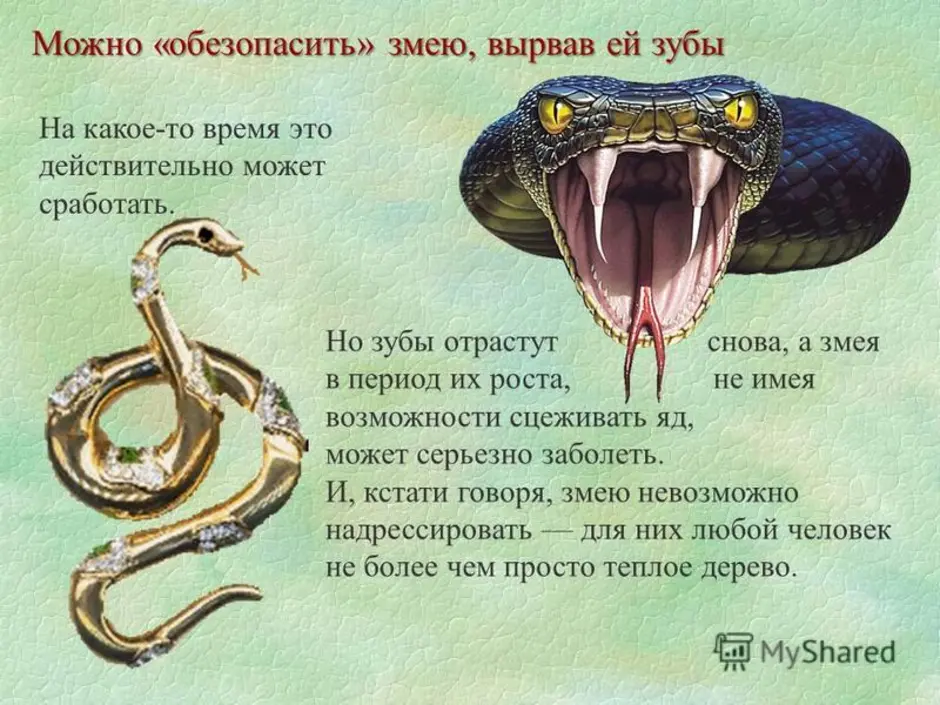 Змея 8 букв сканворд. Факты о змее. Интересные факты про змей. Факты о змеях для детей. Самые интересные факты о змеях.