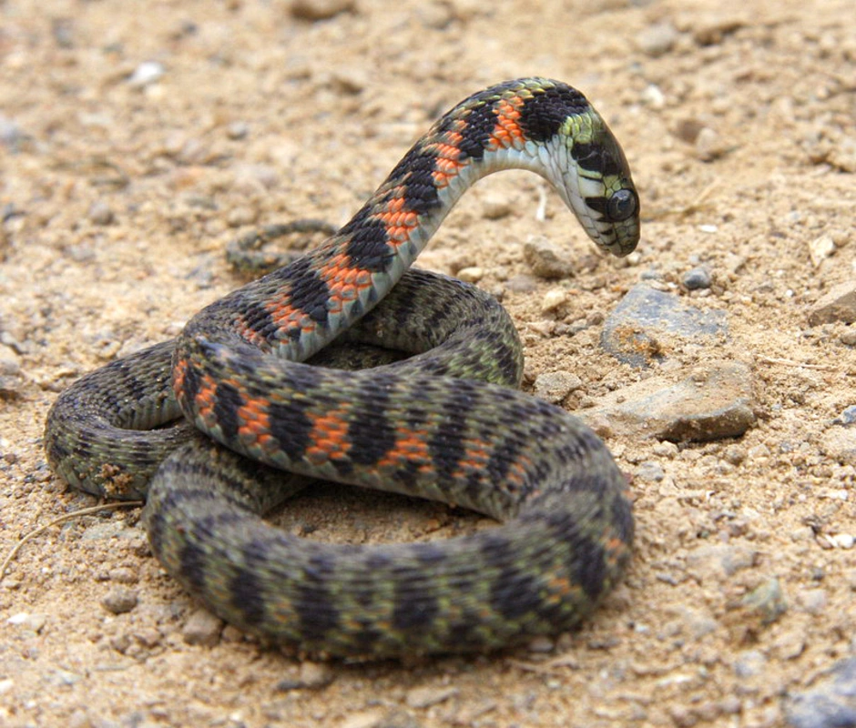 В россии есть змея. Обыкновенная гадюка - Vipera berus (Linnaeus, 1758). Гадюка Динника. Уж гадюка и щитомордник. Гадюка Лотиева.