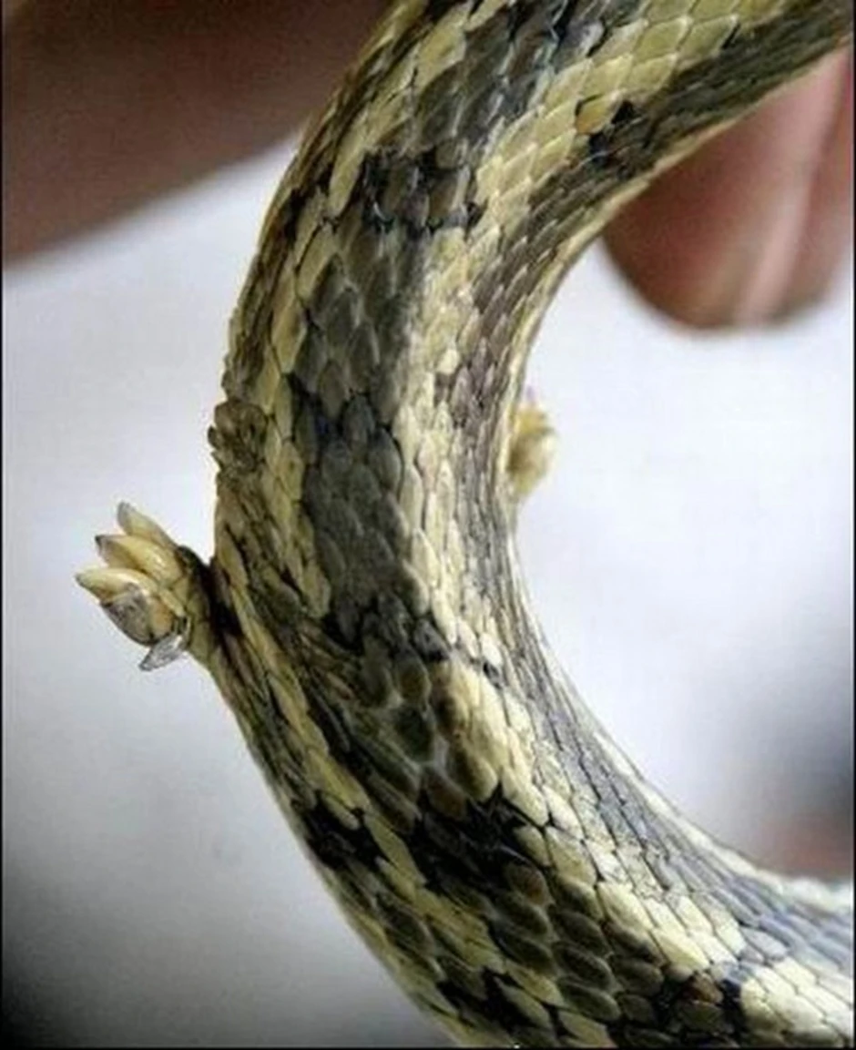 Задние конечности питона. Рудименты конечностей у змей.