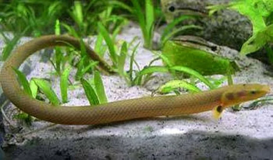 Рыбка змейка. Каламоихт аквариумная рыбка. Каламоихт калабарский аквариумная змея. Каламоихт калабарский (Erpetoichthys calabaricus). Вьюн Акантофтальмус.