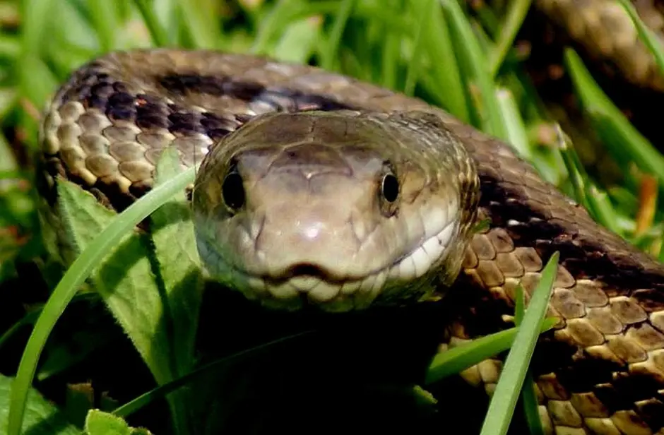 Snakethug. Змея длиннорылая плетевидка. Змея улыбается. Улыбка змеи. Морда змеи.