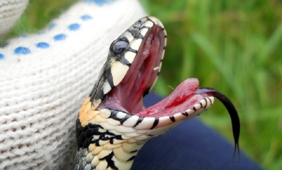 Змеиные зубы. Гадюка обыкновенная клыки.