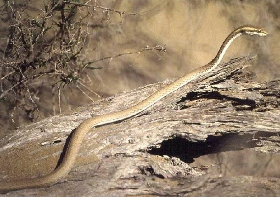 Змея стрела. Змея стрела в Казахстане. Среднеазиатские змея стрела. Psammophis lineolatus.