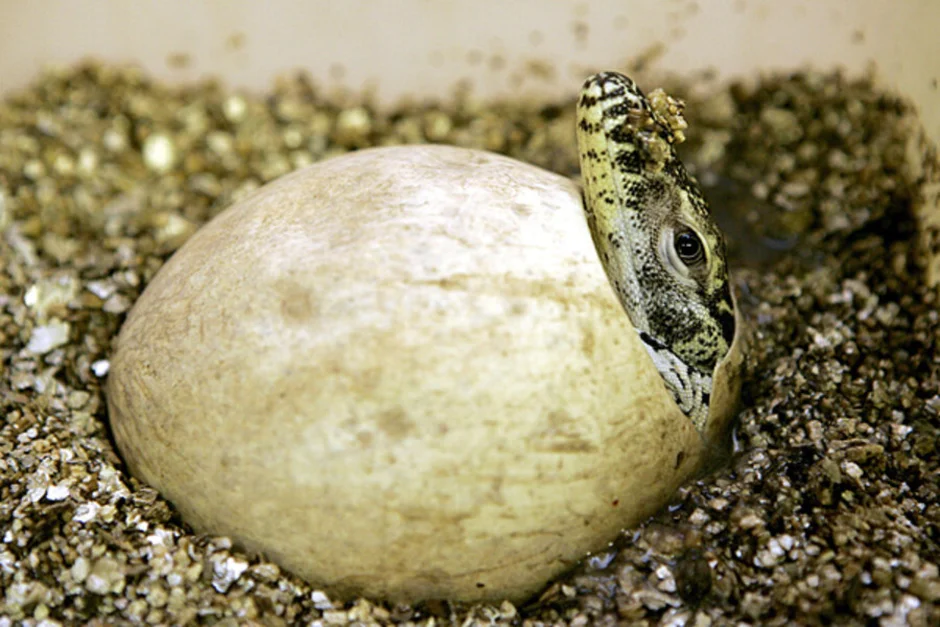 Комодский Варан откладывает яйца. Яйца ящерицы. Змеиные яйца. Гнездо ящерицы. Яйцо ящерицы оболочка