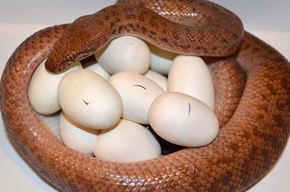 Яйца змей видео. Antaresia perthensis. Змеиные яйца гадюки. Яйца змеи Тайпана. Змеиные яйца ужа.