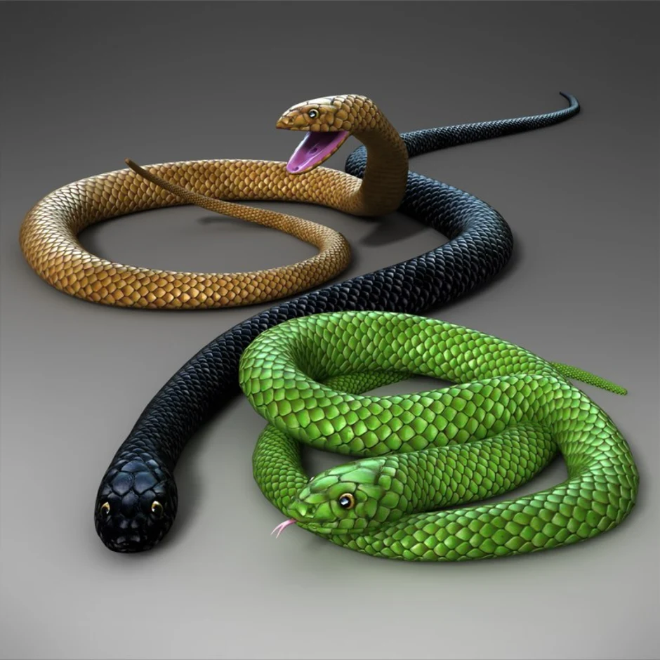 Cobra 3d. Бумсланг 308. 3 Змеюки. Три змеи. Три красивые змеи.