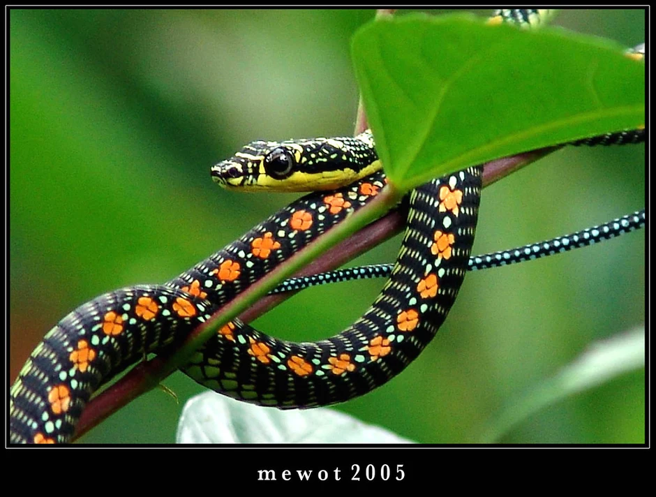 Украшенная змея. Chrysopelea Paradisi змея. Райская летучая змея. Chrysopelea taprobanica. Chrysopelea Ornata.