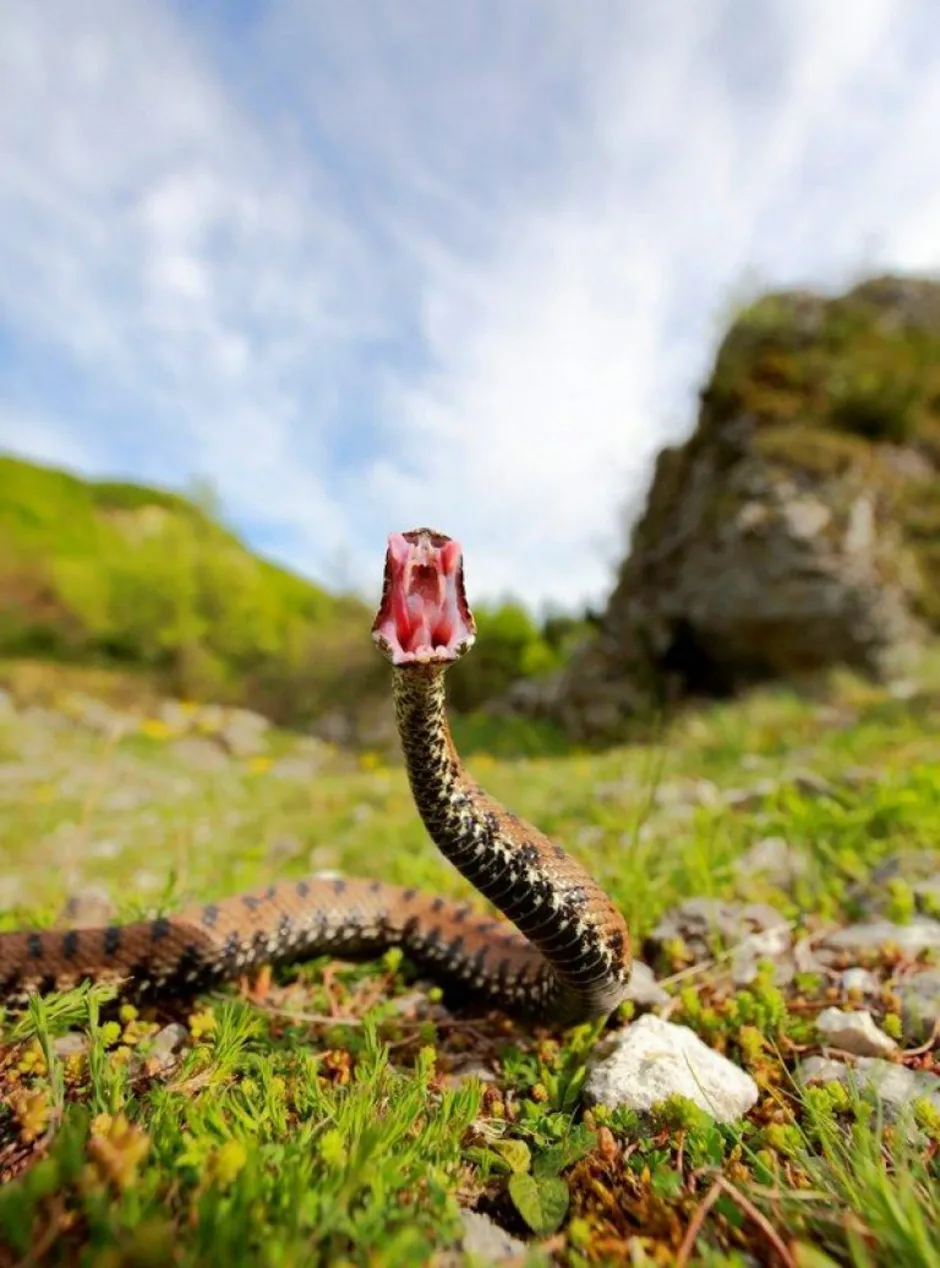 Природа ядовитых змей. Змея гадюка. Змееныш гадюки. Гадюка обыкновенная. Змея гадюка ядовитая.