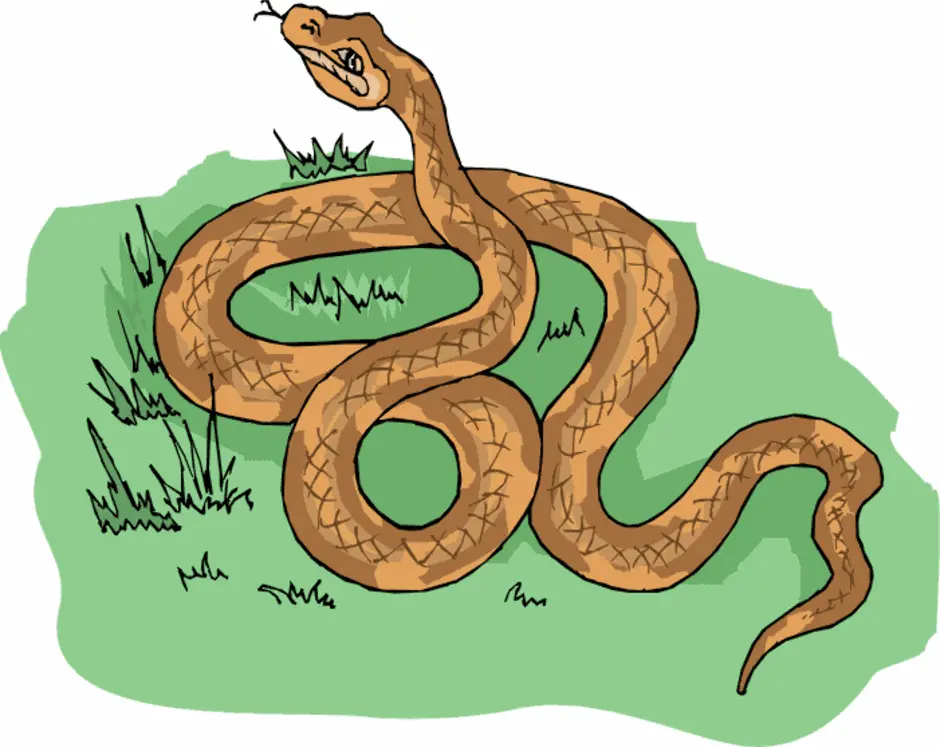 Как изучить змею. Змея рисунок. Рисунок змеи для детей. Уж рисунок. Уж рисунок для детей.