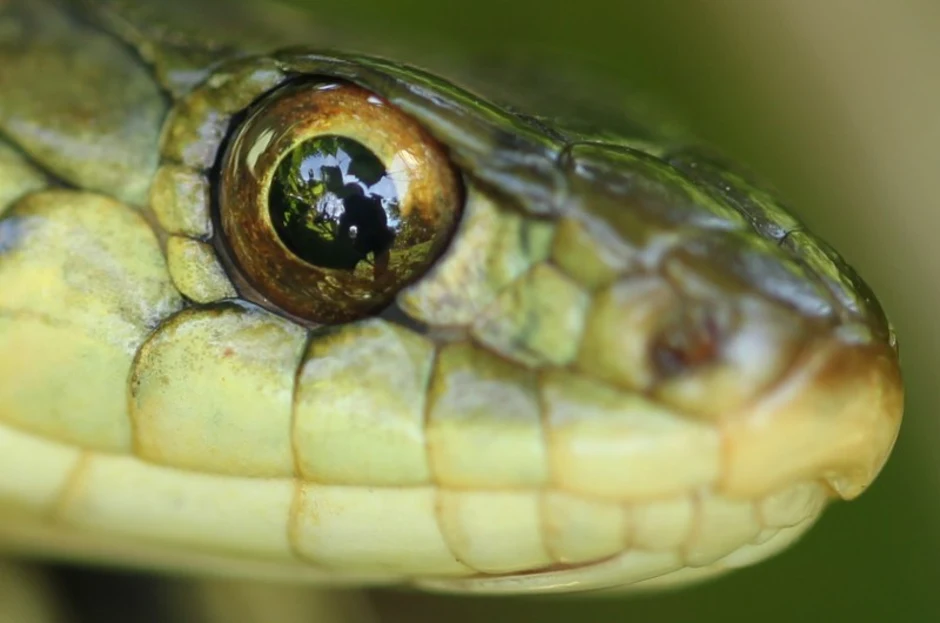 Какой элемент инфраглаза змеи выполняет. Глаза змей. Веки змеи. Змея с желтыми глазами. Глаза змеи фото.