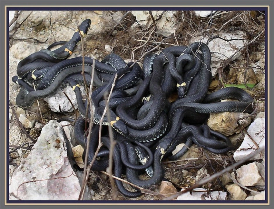 Змею много много черных. Сдвижение клубок змей. Воздвижение змеи. Змеиный клубок женский коллектив. Змеиная свадьба.