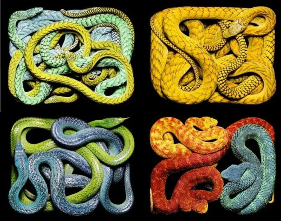 Много гадюк. Змеи Гвидо Мокафико. Разноцветные змеи. Змеиный клубок. Змеи в серпентарии.