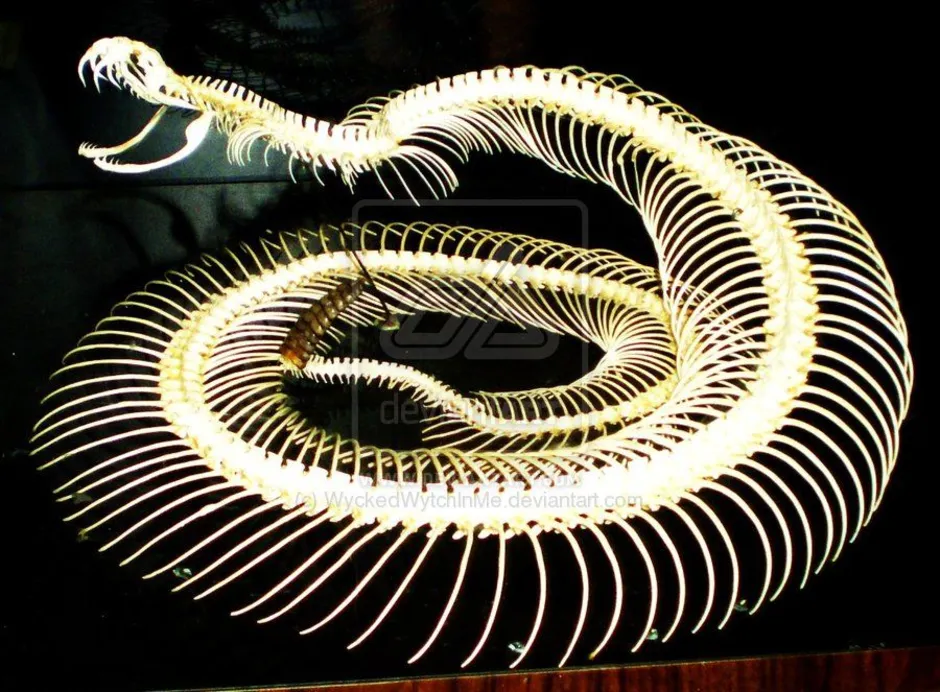 Какое тело у змеи. Пресмыкающиеся скелет змеи. Необычные змеи. Змея скелет. Скелет удава.
